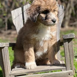 Goldendoodles from Nanny’s Doodles and Poodles
