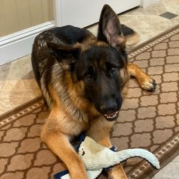 Katie - Black and red German Shepherd puppy in Stockton, California from Zaragoza German Shepherds