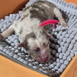 Australian Shepherd Puppies from Chaparro Farm