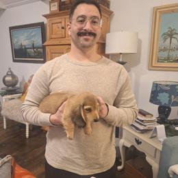 Dachshund Puppies from Green Acres Dachshunds