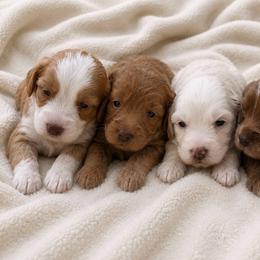 Boy 1 - Caramel red male Australian Labradoodle puppy in Covington, Louisiana from Bayou Doodles