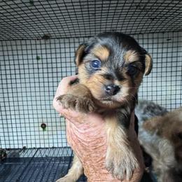 Toby( click pic) - Black and tan male Yorkshire Terrier puppy in Kingston, Oklahoma from Lake Life