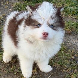 Tater Tot - Chocolate male Pomsky puppy in Mc Minnville, Oregon from West Coast Pomskies