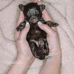 Godiva (Diva) - Brown female Schnoodle puppy in Grove, Oklahoma from Grand Lake Poodles & Doodles