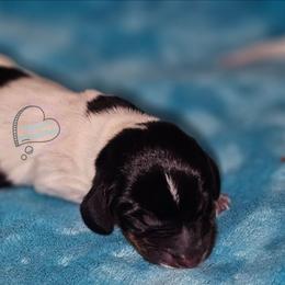Black pie girl 2 - Piebald female Dachshund puppy in Herald, California from Bluegum Dachshunds
