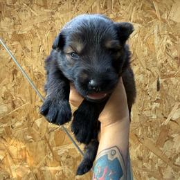 Dark blue - Sable male German Shepherd puppy in Phenix City, Alabama from Black Rose Shepherds