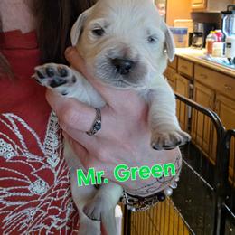 Boy 2 - Light golden male Golden Retriever puppy in Waynesburg, Ohio from Avalon English Retrievers