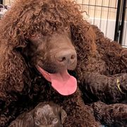Irish Water Spaniels from Marley Creek Irish Water Spaniels