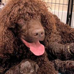 Irish Water Spaniels from Marley Creek Irish Water Spaniels