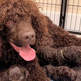 Irish Water Spaniels from Marley Creek Irish Water Spaniels