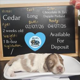 Cedar - Dapple male Dachshund puppy in Hoquiam, Washington from Heyd's Mini Dachshunds