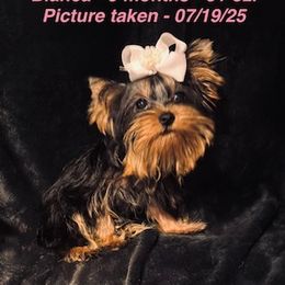 Chumaly Bianca - Black and gold female Yorkshire Terrier puppy in Alexandria, Alabama from Lydia's Maltese and Yorkshire Terriers