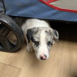 American Corgi and Border Collie Puppies from Duncan's Border Collies and Corgis