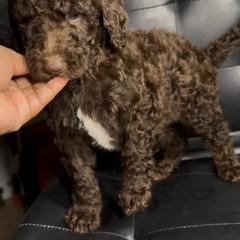 Hazel Fir - Brown male Poodle puppy in Corona, California from Garden Of Poodles
