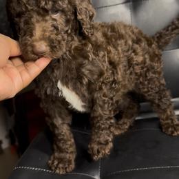 Hazel Fir - Brown male Poodle puppy in Corona, California from Garden Of Poodles
