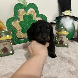 Blue Collar Mr. Bread and Butter - Black and tan male Dachshund puppy in Hutto, Texas from R.G. Dachshunds