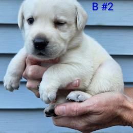 Alex - Yellow male Labrador Retriever puppy in Middleburg, Pennsylvania from Countrylanes labs