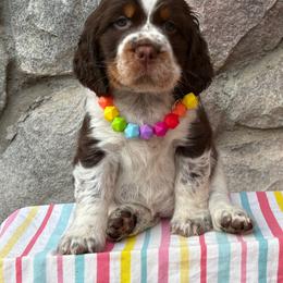 Mose Trax - Tri-Roan male English Springer Spaniel puppy in Plainwell, Michigan from Homegrown Springers