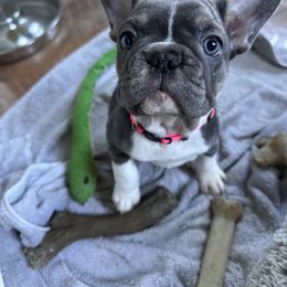 French Bulldog Puppies from High Tide Frenchies
