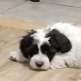 Chinese Crested, Miniature American Shepherd, and Aussiedoodle Puppies from Rosewood companions
