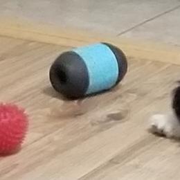 Chinese Crested, Miniature American Shepherd, and Aussiedoodle Puppies from Rosewood companions
