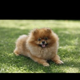 Lucky - Pomeranian