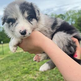 Pink Collar- Mini-Lu - White and blue merle female Border Collie puppy in Graceville, Florida from Fire N Arrows Border Collies