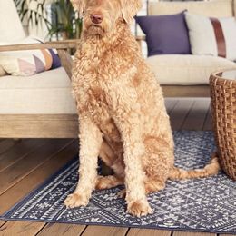 Bernedoodle All Grown Up from Sweetheart Doodles