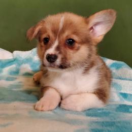 Labrador Retriever and Pembroke Welsh Corgi Puppies from White Star Corgis