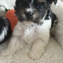 Biewer Terrier, Cavapoo, Cockapoo, Goldendoodle, Poodle, and Yorkshire Terrier Puppies from Pucci Pawfect