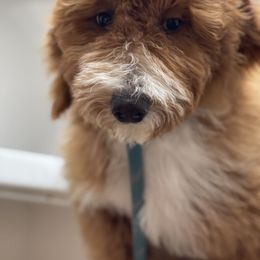 Australian Labradoodle, Double Doodle, Goldendoodle, and Labradoodle Puppies from Lake Mountain Doodle