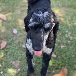 Sadie - French Bulldog