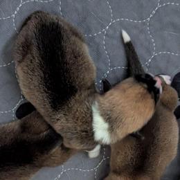 Amethyst - Fawn female Pembroke Welsh Corgi puppy in Beaverton, Oregon from Pordr Corgis