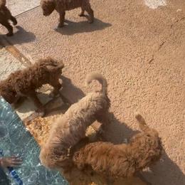Boy 2 General litter picture, no individuals yet - Red  male Goldendoodle puppy in Austin, Texas from Central Texas Doodles