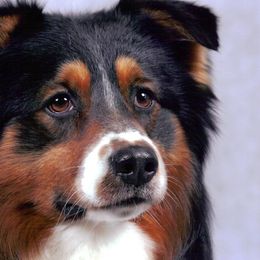 Australian Shepherds from CarMel Australian Shepherds