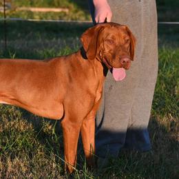 Trap - Vizsla