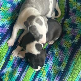 Rookie - Blue male Whippet puppy in Oneida, Tennessee from Saving Grace