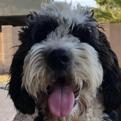 Saint Berdoodles from Harper's Saint Berdoodles