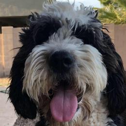 Saint Berdoodles from Harper's Saint Berdoodles