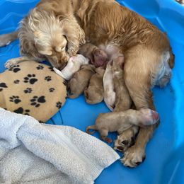 Cocker Spaniel puppies from Relative Stables