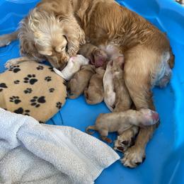 Cocker Spaniel puppies from Relative Stables