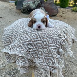 Greyson - Blenheim male Cavalier King Charles Spaniel puppy in Shingle Springs, California from California Spaniels