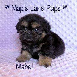 Girl 1 - female Shih Tzu puppy in Marion, Michigan from Maple Lane Pups