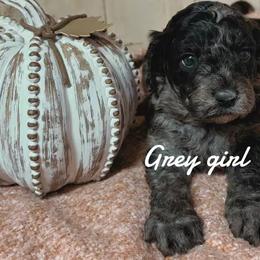 Bernedoodle Puppies from Bailey Doodles