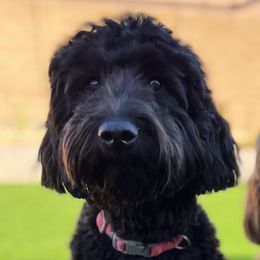 Willow - Goldendoodle