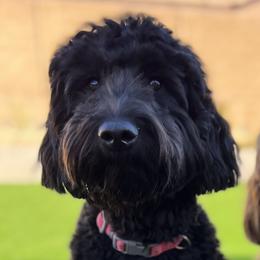 Willow - Goldendoodle