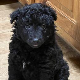 Cairo - Black male Mudi puppy in Raeford, North Carolina from Wodan Kennels