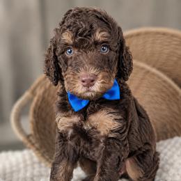 Anthem - Phantom male Goldendoodle puppy in Escalon, California from Miley&Co.