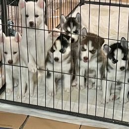 Siberian Husky Puppies from Nova’s Puppy Haven