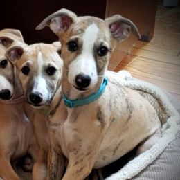 Whippets from Debra Stafford's Whippets